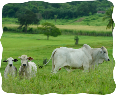 Fresh farm milk at door step